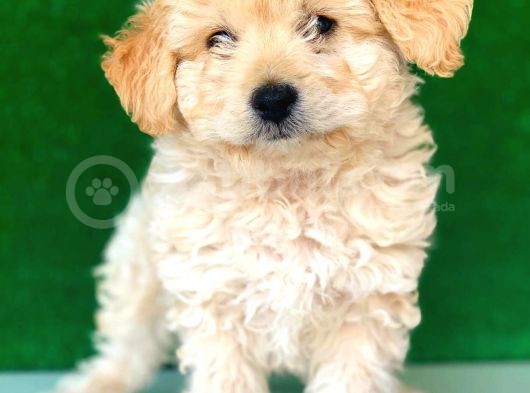 2.5 Aylık Erkek Maltipoo Yavrumuz İstanbul görsel