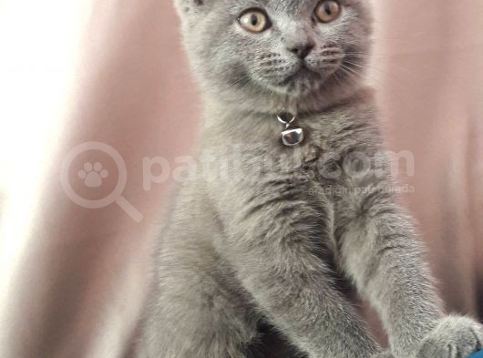 2 Aylık British Aslan Kedim görsel