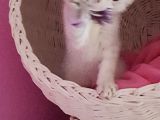 Orijinali Scottish Fold Erkek Yavrular