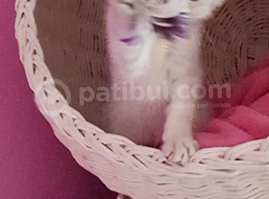Orijinali Scottish Fold Erkek Yavrular görsel