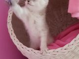 Orijinali Scottish Fold Erkek Yavrular