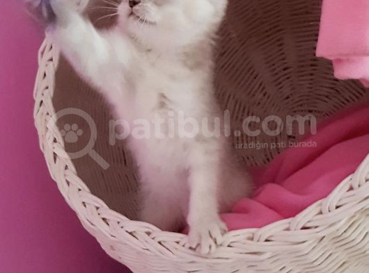 Orijinali Scottish Fold Erkek Yavrular