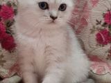 Orijinali Scottish Fold Erkek Yavrular