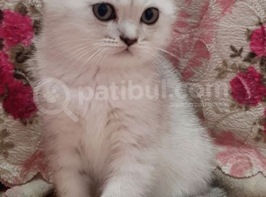 Orijinali Scottish Fold Erkek Yavrular görsel