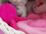 Scottish Fold Dişi
