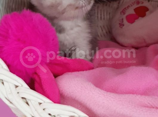 Scottish Fold Dişi