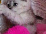 Scottish Fold Dişi