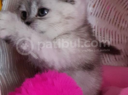 Scottish Fold Dişi görsel
