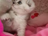 Scottish Fold Dişi