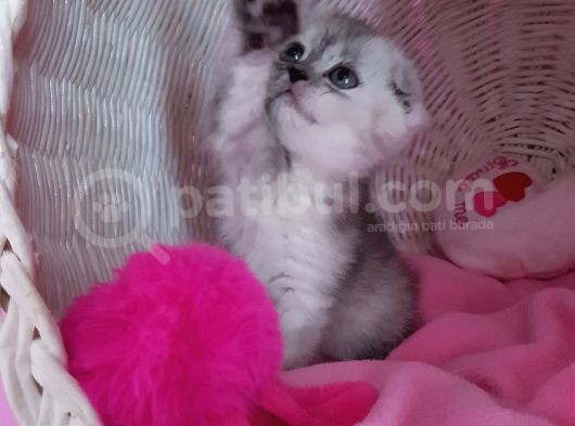Scottish Fold Dişi görsel