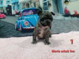 A Kalite French Buldog Yavrular