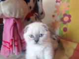A Kalite Scottish Fold Blue Point Yavrular