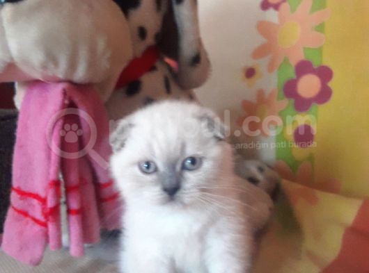 A Kalite Scottish Fold Blue Point Yavrular görsel