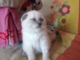 A Kalite Scottish Fold Blue Point Yavrular