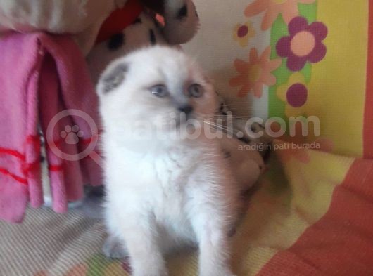 A Kalite Scottish Fold Blue Point Yavrular