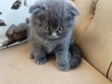 Scottish Fold 5 Mayıs Doğumlu Sütten Yeni Kesilmiş