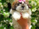 3 Aylık Dişi Shih Tzu