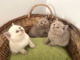British Shorthair Yavrularımız Yeni Ailelerini Arıyorlar