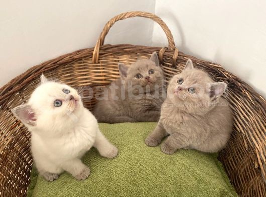 British Shorthair Yavrularımız Yeni Ailelerini Arıyorlar görsel
