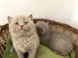 British Shorthair Yavrularımız Yeni Ailelerini Arıyorlar