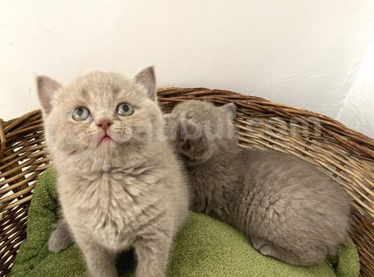 British Shorthair Yavrularımız Yeni Ailelerini Arıyorlar görsel