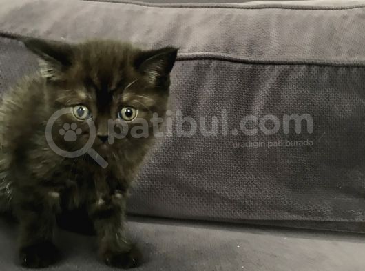 İstanbul Siyah British görsel