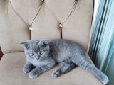 Scottish Fold 5 Mayıs Doğumlu Sütten Yeni Kesilmiş