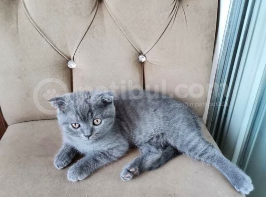 Scottish Fold 5 Mayıs Doğumlu Sütten Yeni Kesilmiş görsel