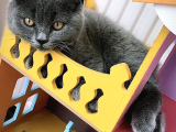 Aşılı Karneli British Shorthair