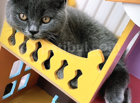 Aşılı Karneli British Shorthair görsel
