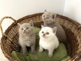 British Shorthair Yavrularımız Yeni Ailelerini Arıyorlar