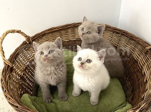 British Shorthair Yavrularımız Yeni Ailelerini Arıyorlar