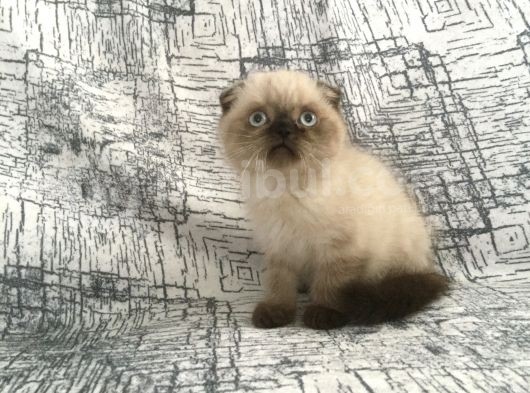 2 Aylık Erkek Blue Point görsel