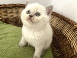 British Shorthair Yavrularımız Yeni Ailelerini Arıyorlar