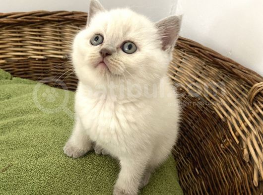 British Shorthair Yavrularımız Yeni Ailelerini Arıyorlar görsel