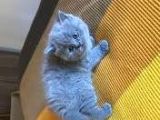 Dişi British Shorthair 2.5 Aylık İstanbul