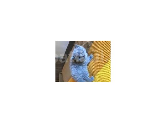 Dişi British Shorthair 2.5 Aylık İstanbul görsel