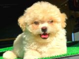 2.5 Aylık Dişi Maltipoo Yavrumuz İstanbul