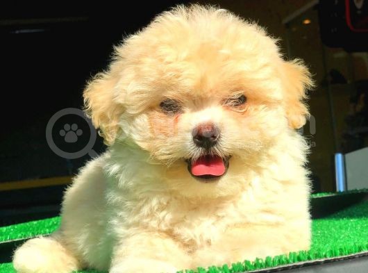 2.5 Aylık Dişi Maltipoo Yavrumuz İstanbul
