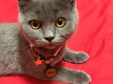 Aşılı Karneli British Shorthair
