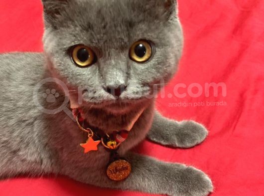 Aşılı Karneli British Shorthair