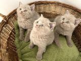 British Shorthair Yavrularımız Yeni Ailelerini Arıyorlar