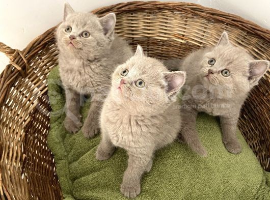 British Shorthair Yavrularımız Yeni Ailelerini Arıyorlar görsel