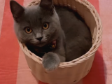 Aşılı Karneli British Shorthair