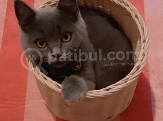 Aşılı Karneli British Shorthair görsel