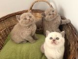 British Shorthair Yavrularımız Yeni Ailelerini Arıyorlar