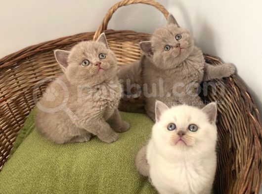 British Shorthair Yavrularımız Yeni Ailelerini Arıyorlar görsel