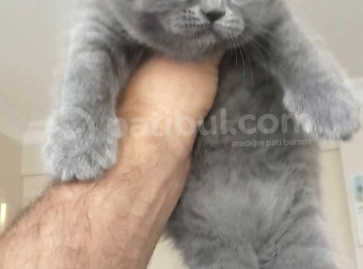 Kalite Ortada görsel
