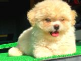2.5 Aylık Dişi Maltipoo Yavrumuz İstanbul