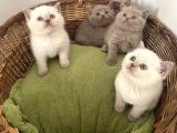 British Shorthair Yavrularımız Yeni Ailelerini Arıyorlar